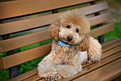 网传索尼预测2024财年Q3季度PS5销量将超千万台